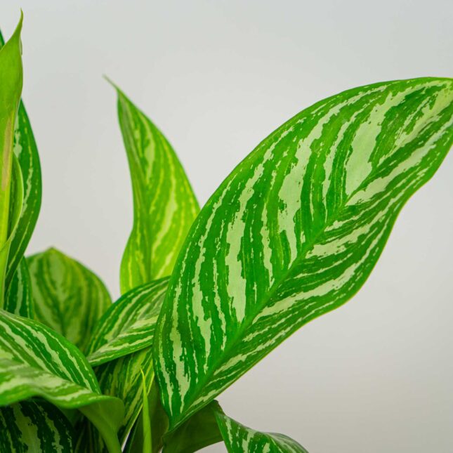 Mała Szklarnia Mała Szklarnia