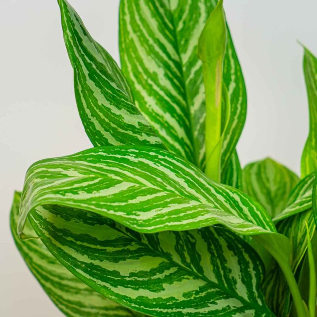 Mała Szklarnia Mała Szklarnia