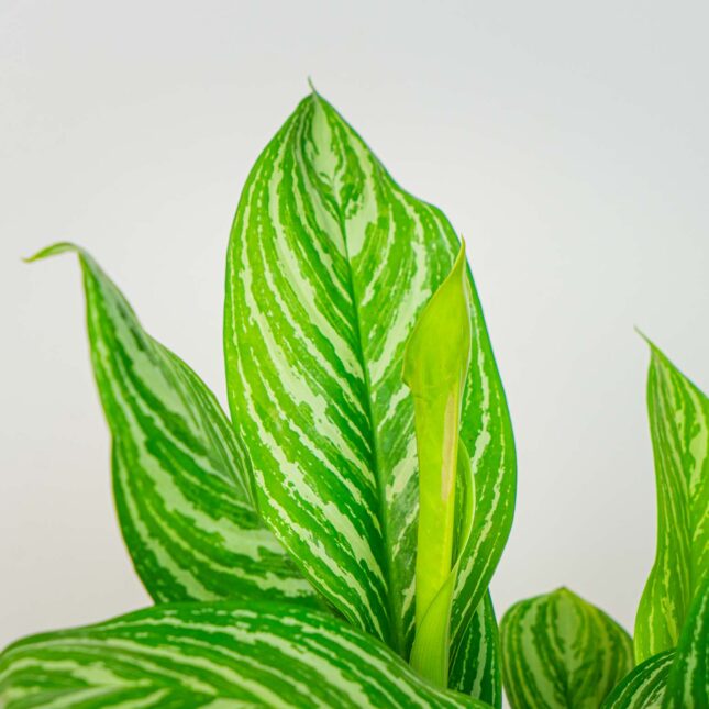 Mała Szklarnia Mała Szklarnia