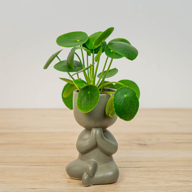 Mała Szklarnia Mała Szklarnia