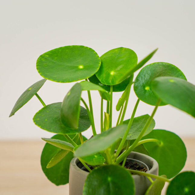 Mała Szklarnia Mała Szklarnia