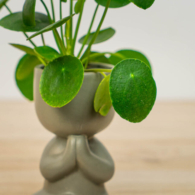 Mała Szklarnia Mała Szklarnia