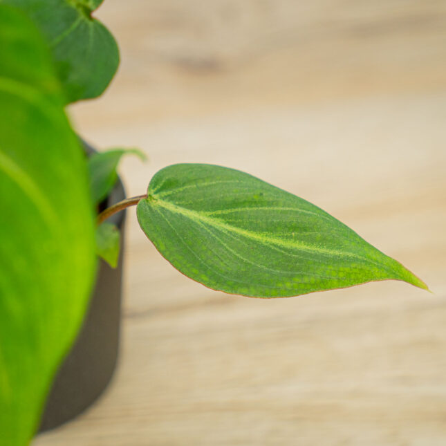 Mała Szklarnia Mała Szklarnia