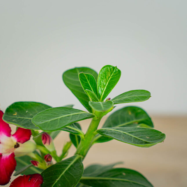 Mała Szklarnia Mała Szklarnia