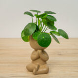 Pilea peperomioides baby (pieniążek) w osłonce mix