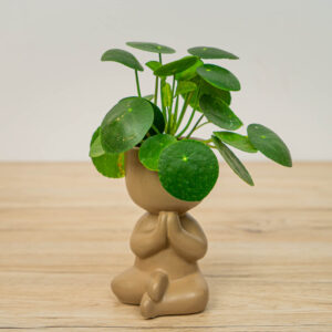 Pilea peperomioides baby (pieniążek) w osłonce mix