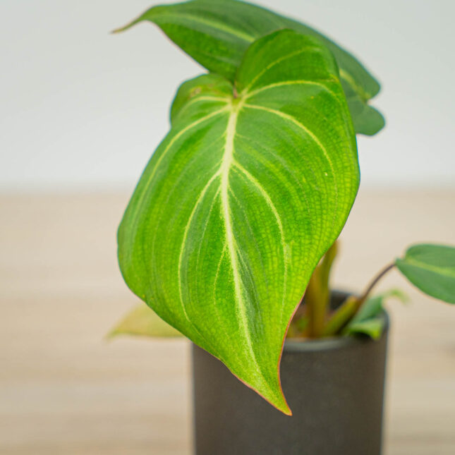 Mała Szklarnia Mała Szklarnia