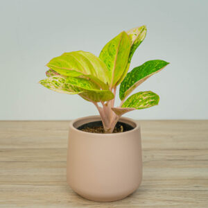Aglaonema apple fantasy