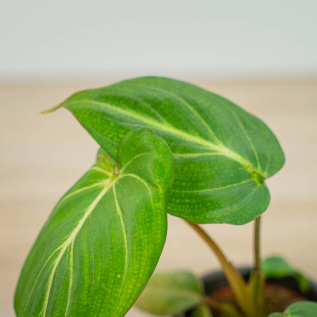 Mała Szklarnia Mała Szklarnia