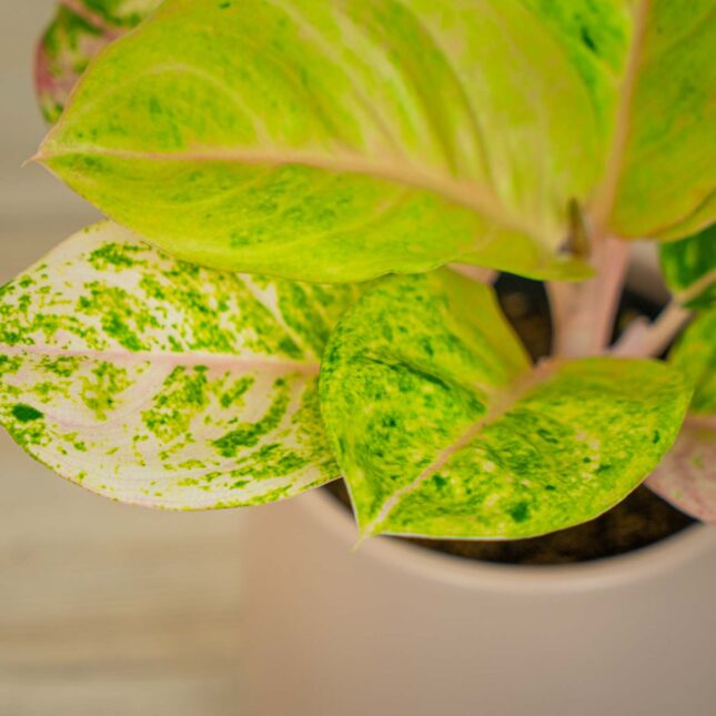 Mała Szklarnia Mała Szklarnia