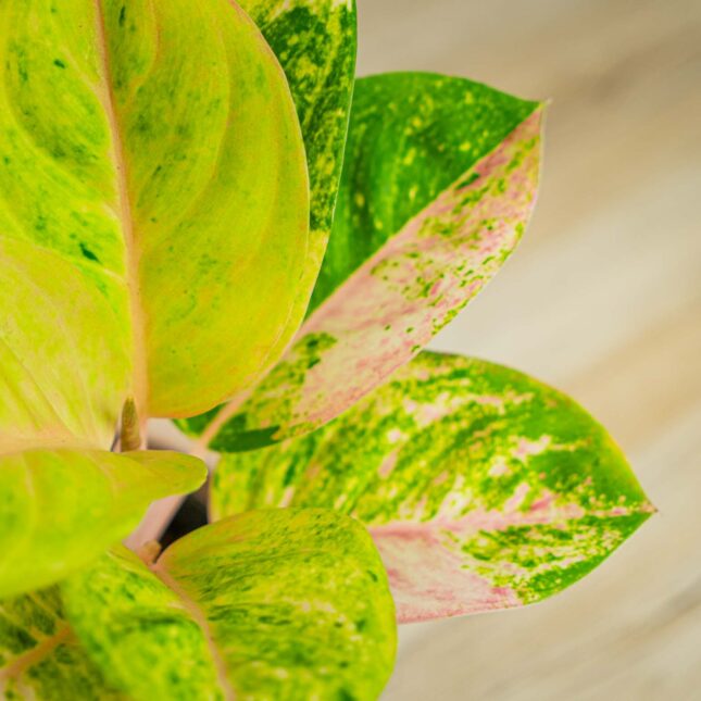 Mała Szklarnia Mała Szklarnia