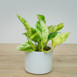 Epipremnum snow queen