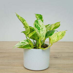 Epipremnum snow queen