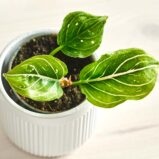 szkalrnia1k_0161_0423SZKLARNIA 16