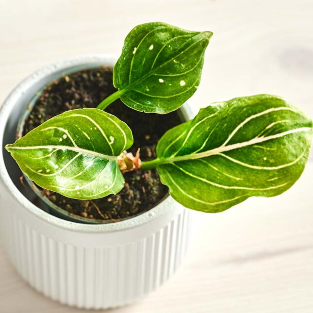 szkalrnia1k_0161_0423SZKLARNIA 16 szkalrnia1k_0161_0423SZKLARNIA 16