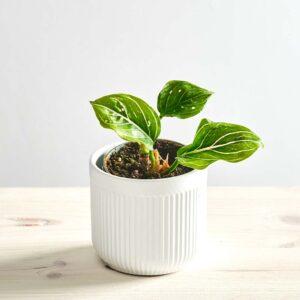 Aglaonema Tom's Pride baby