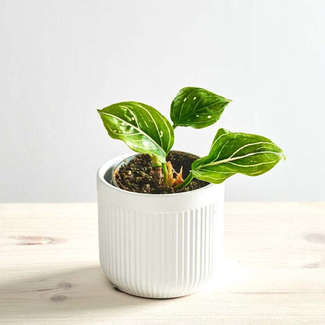 Aglaonema Tom's Pride baby