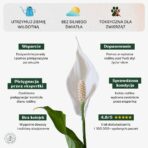 Skrzydłokwiat_cechy