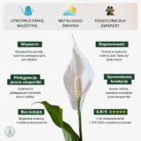 Skrzydłokwiat_cechy