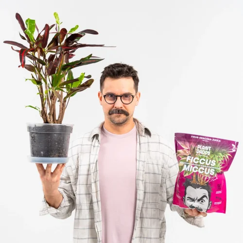 ficcus3-500x500 ficcus3-500x500