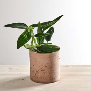 Monstera standleyana variegata (philodendron cobra)