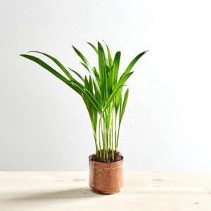 Areka palma (dypsis lutescens) baby