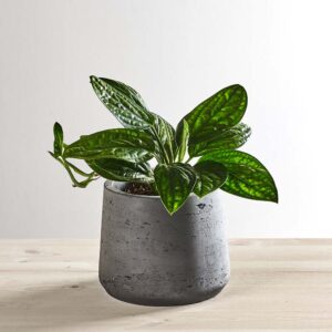 Monstera karstenianum (epipremnum marble planet)