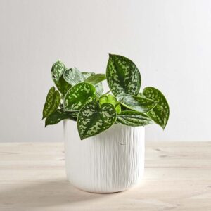 Scindapsus pictus argyraeus