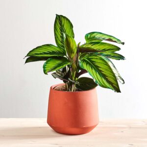 Calathea beauty star