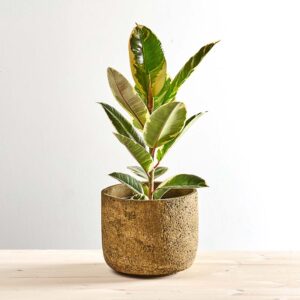 Fikus elastica tineke (ficus)