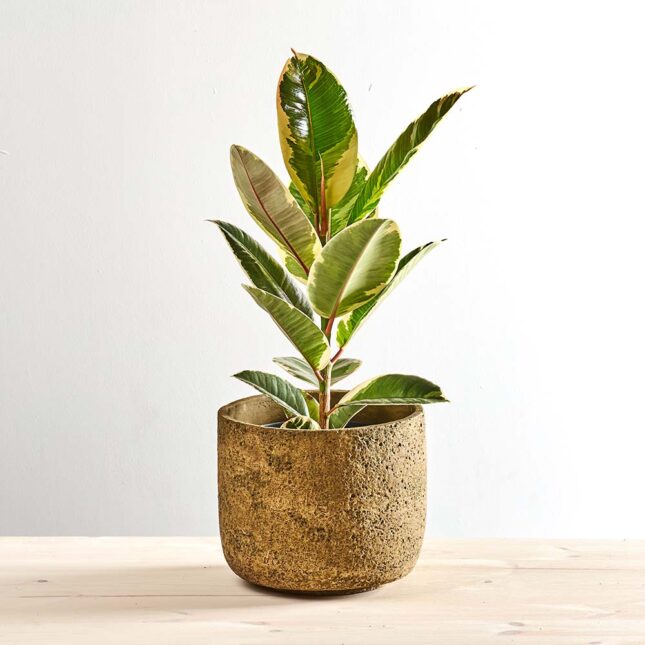 Fikus elastica tineke (ficus)