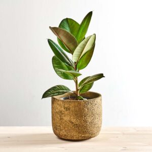 Fikus elastica robusta (ficus)