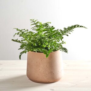 Paproć zanokcica (asplenium parvati)