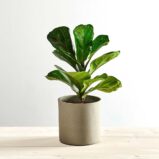 Fikus lyrata dębolistny (ficus)