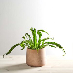 Paproć zanokcica (asplenium antiquum osaka)