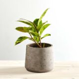 Fikus elastica 'moonshine' shivereana (ficus)