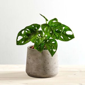 Monstera monkey mask