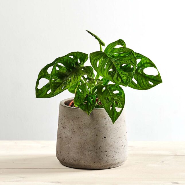 Monstera monkey mask