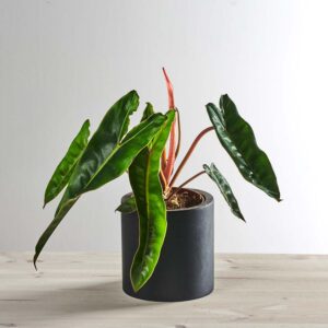 Philodendron billietiae