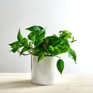 Epipremnum złociste (aureum)