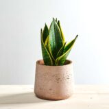 Sansevieria superba