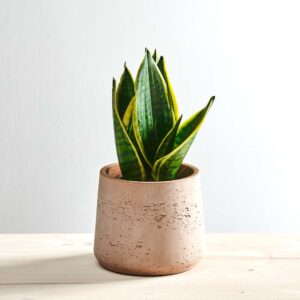 Sansevieria superba