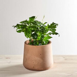 Kawa (coffee arabica)