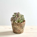 Niedośpian (hypoestes)