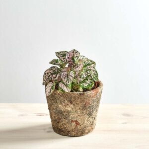 Niedośpian (hypoestes)