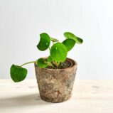 Pilea peperomioides baby (pieniążek)