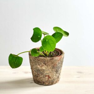 Pilea peperomioides baby (pieniążek)