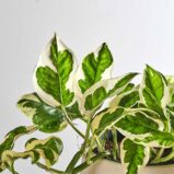 szkalrnia1k_0125_0417SZKLARNIA 125