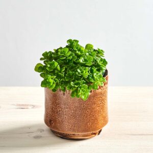 Pilea depressa