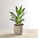 Aglaonema greyhound